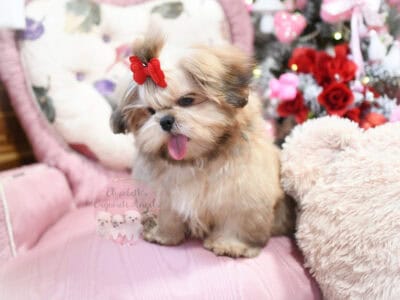 Shih-Tzu Boy, Wells! Adorable!