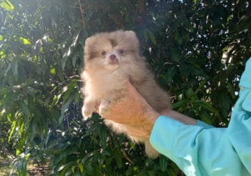 Exotic Lavender merle pomeranian puppy male