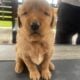 Golden Retriever Puppies