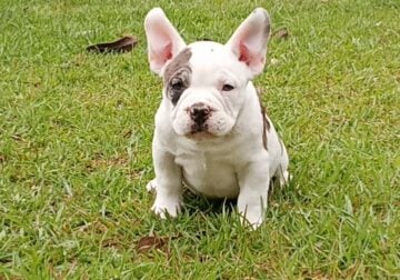Exotic Bully female