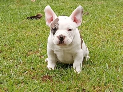 Exotic Bully female