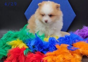 Gorgeous Pom pom!