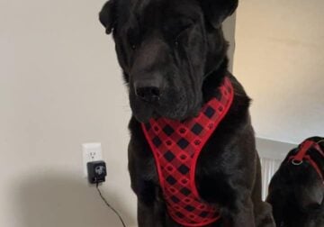 Meet Ryder!! My shar pei & black lab mix.