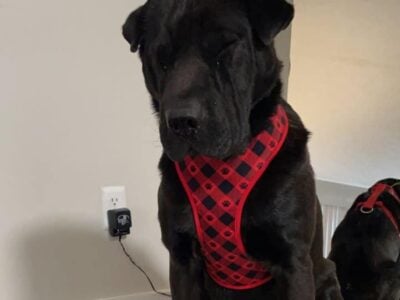 Meet Ryder!! My shar pei & black lab mix.