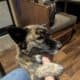 Sadie: Akita, Cattle Dog, Border Collie mix