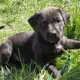 **Beautiful Lab Puppies** ONLY 2 LEFT (1M & 1F)