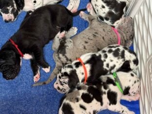 Great Dane Puppies