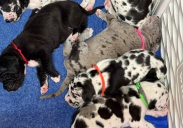 Great Dane Puppies