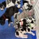 Great Dane Puppies