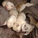 LITTER OF NEWBORN PUREBRED PITTBULL PUPPIES!!