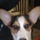 Adorable Pembroke Welsh Corgis