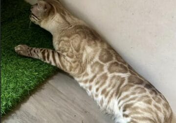 Beautiful Blue Eyed Male Snow Bengal
