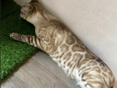 Beautiful Blue Eyed Male Snow Bengal