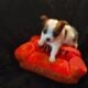 LONG COAT CHIHUAHUA PUPPIES- ADORABLE
