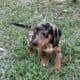 Dachshund Chihuahua mix 70/30