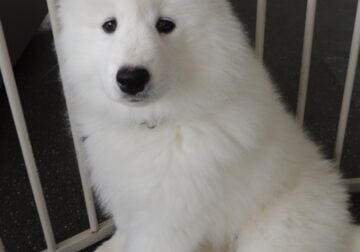 SAMOYED