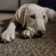 **Beautiful Lab Puppies** ONLY 2 LEFT (1M & 1F)