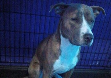 dog rehoming