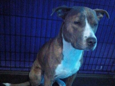 dog rehoming
