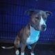 dog rehoming