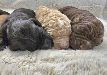 Labradoodle puppies