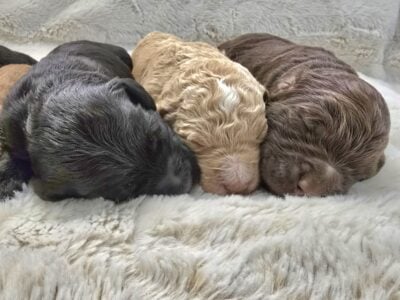 Labradoodle puppies