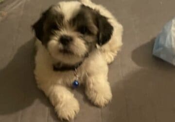 puppies