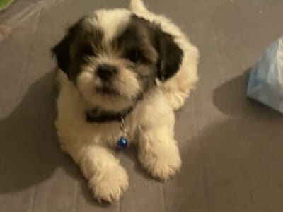 puppies