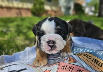 English bulldog puppies looking for new homes