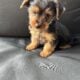 Yorkie puppies