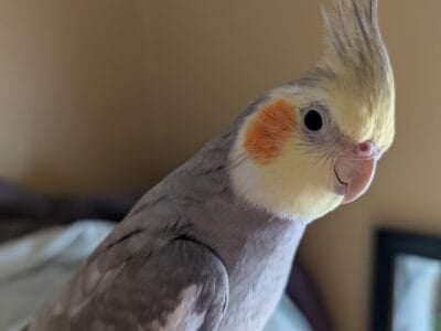Cockatiel Pair