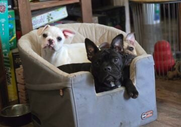 Frenchie female