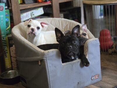 Frenchie female