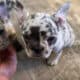 Lilac Merle French Bulldog
