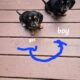 Daushand puppies for sale