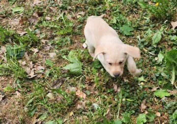 Lab puppies