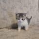 I have 3 kittens that need a great home.