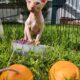 Elf kitten