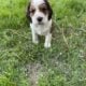 Cute pups