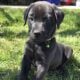 **Beautiful Lab Puppies** ONLY 2 LEFT (1M & 1F)