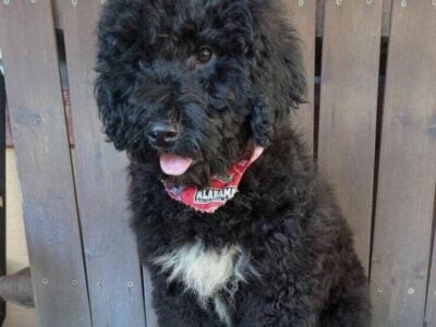 Portuguese Water Dog Puppies