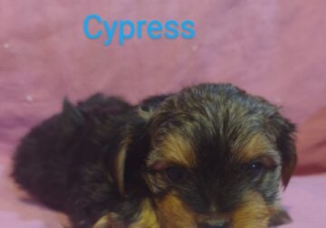 Shorkie Poo Puppies
