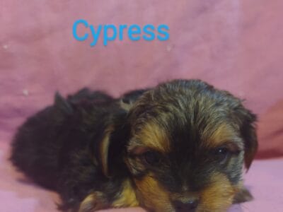 Shorkie Poo Puppies