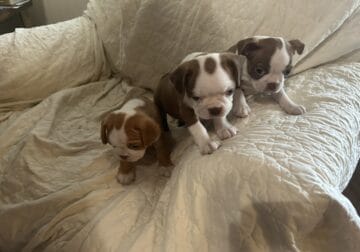Boston Terrier Puppies