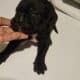 Cane corso pups for sale