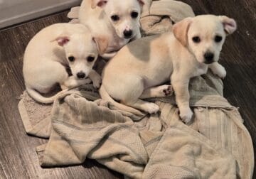 2 female puppy chihuahuas need new home