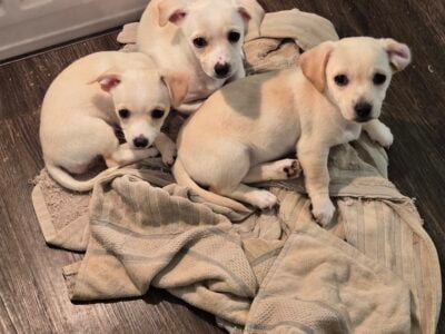 2 female puppy chihuahuas need new home