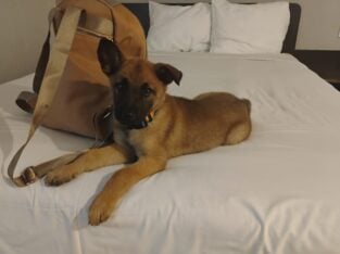 adorable Belgian malinois puppies