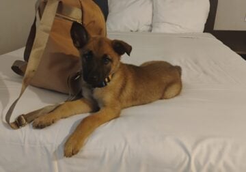 adorable Belgian malinois puppies