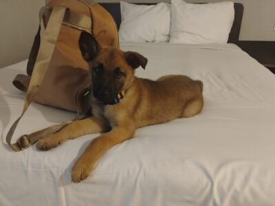 adorable Belgian malinois puppies